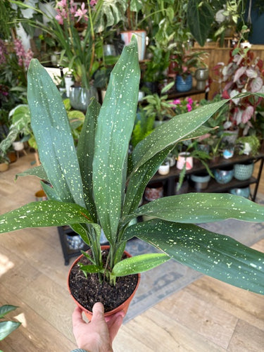 Aspidistra elatior 