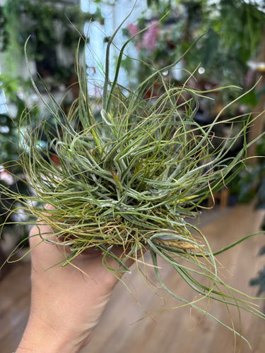 Tillandsia schiedeana 