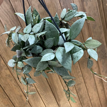 Kép betöltése a galériamegjelenítőbe: Hoya krohniana &quot;Super silver&quot; - Viaszvirág - Wax plant - Tropical Home 

