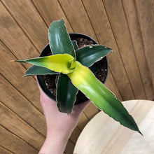 Kép betöltése a galériamegjelenítőbe: Sansevieria &quot;Star canary&quot; - Anyósnyelv - Tropical Home 

