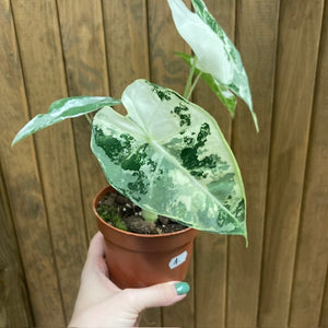 Alocasia "Frydek" variegata 1.