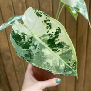 Alocasia "Frydek" variegata 1.