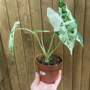 Alocasia "Frydek" variegata 1.