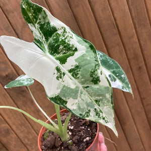 Alocasia "Frydek" variegata 1.