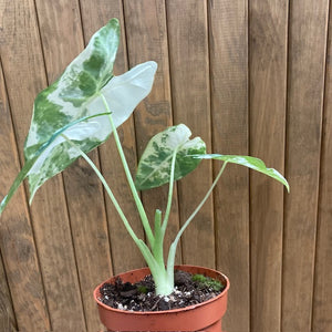 Alocasia "Frydek" variegata 1.