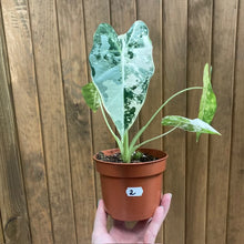 Kép betöltése a galériamegjelenítőbe: Alocasia &quot;Frydek&quot; variegata 2.
