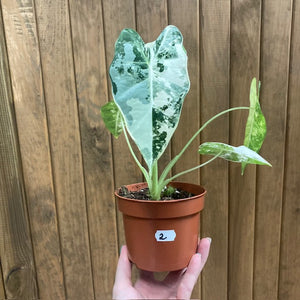 Alocasia "Frydek" variegata 2.