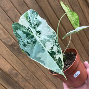 Alocasia "Frydek" variegata 2.