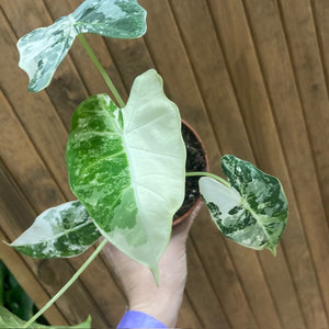 Alocasia "Frydek" variegata 2.