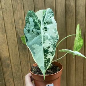 Alocasia "Frydek" variegata 2.