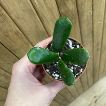 Kép betöltése a galériamegjelenítőbe: Hoya rotundifolia - Tropical Home 
