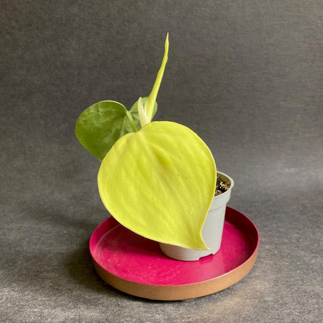 Philodendron lemon lime - Szívlevelű filodendron lemon lime | Tropical Home