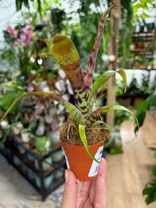 Vriesea splendens - Tropical Home 