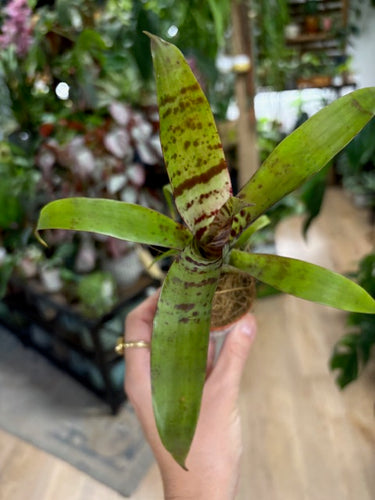 Vriesea splendens - Tropical Home 
