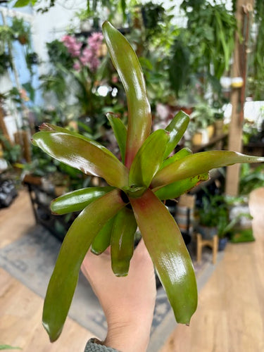 Nidularium schultesiana 