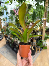 Kép betöltése a galériamegjelenítőbe: Nidularium schultesiana &quot;Fireball&quot; - Tropical Home 
