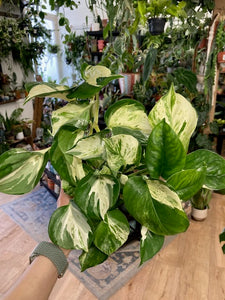 Epipremnum aureum "Happy leaf" extra - "Happy leaf" / “Manjula” szobafutóka - Tropical Home 