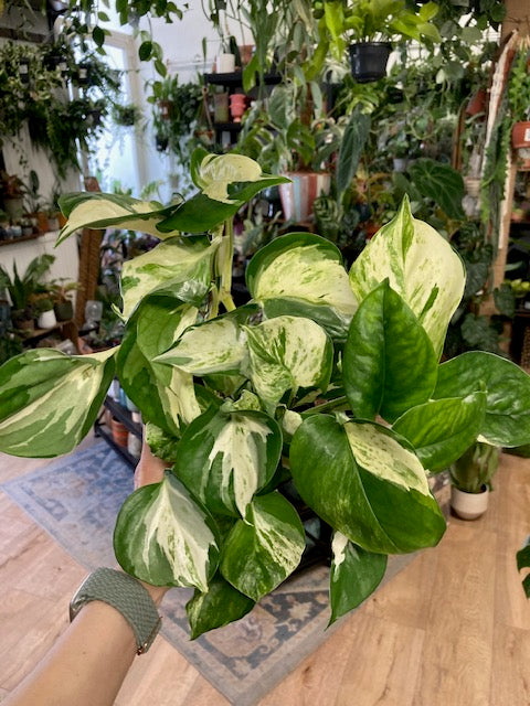Epipremnum aureum 