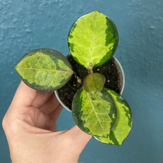 Hoya australis 