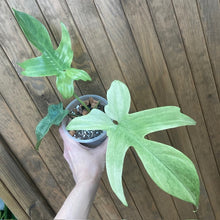 Kép betöltése a galériamegjelenítőbe: Philodendron florida &quot;Ghost&quot; 2.
