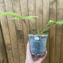 Kép betöltése a galériamegjelenítőbe: Philodendron florida &quot;Ghost&quot; 2.
