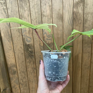 Philodendron florida "Ghost" 2.