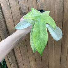 Kép betöltése a galériamegjelenítőbe: Philodendron florida &quot;Ghost&quot; 6.
