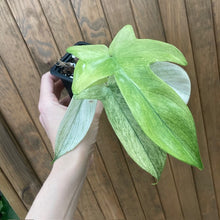 Kép betöltése a galériamegjelenítőbe: Philodendron florida &quot;Ghost&quot; 6.
