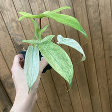 Kép betöltése a galériamegjelenítőbe: Philodendron florida &quot;Ghost&quot; 6.
