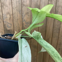 Kép betöltése a galériamegjelenítőbe: Philodendron florida &quot;Ghost&quot; 6.
