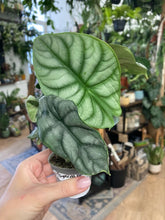 Kép betöltése a galériamegjelenítőbe: Alocasia &quot;Silver dragon&quot; kicsi
