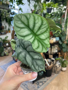 Alocasia "Silver dragon" kicsi