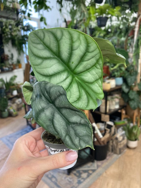 Alocasia 