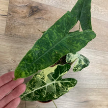 Kép betöltése a galériamegjelenítőbe: Alocasia csomag - Alocasia zebrina &quot;Reticulata&quot; &amp; &quot;Frydek variegata&quot; 3.
