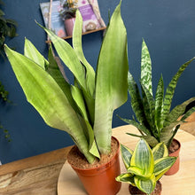 Kép betöltése a galériamegjelenítőbe: Sansevieria ajándékcsomag
