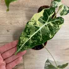 Kép betöltése a galériamegjelenítőbe: Alocasia csomag - Alocasia zebrina &quot;Reticulata&quot; &amp; &quot;Frydek variegata&quot; 3.
