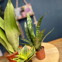 Kép betöltése a galériamegjelenítőbe: Sansevieria ajándékcsomag
