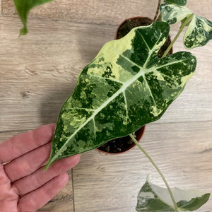 Alocasia csomag - Alocasia zebrina "Reticulata" & "Frydek variegata" 3.