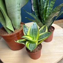 Kép betöltése a galériamegjelenítőbe: Sansevieria ajándékcsomag
