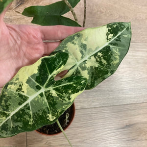 Alocasia csomag - Alocasia zebrina "Reticulata" & "Frydek variegata" 3.