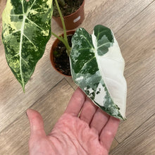 Kép betöltése a galériamegjelenítőbe: Alocasia csomag - Alocasia zebrina &quot;Reticulata&quot; &amp; &quot;Frydek variegata&quot; 3.
