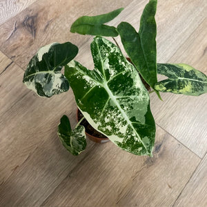 Alocasia csomag - Alocasia zebrina "Reticulata" & "Frydek variegata" 4.