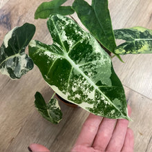 Kép betöltése a galériamegjelenítőbe: Alocasia csomag - Alocasia zebrina &quot;Reticulata&quot; &amp; &quot;Frydek variegata&quot; 4.
