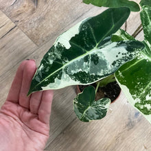 Kép betöltése a galériamegjelenítőbe: Alocasia csomag - Alocasia zebrina &quot;Reticulata&quot; &amp; &quot;Frydek variegata&quot; 4.
