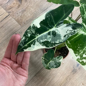 Alocasia csomag - Alocasia zebrina "Reticulata" & "Frydek variegata" 4.