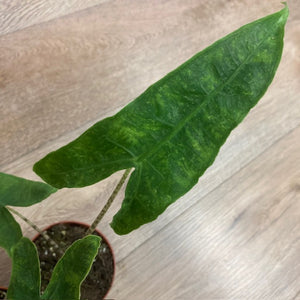 Alocasia csomag - Alocasia zebrina "Reticulata" & "Frydek variegata" 4.