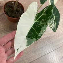 Kép betöltése a galériamegjelenítőbe: Alocasia csomag - Alocasia zebrina &quot;Reticulata&quot; &amp; &quot;Frydek variegata&quot; 5.
