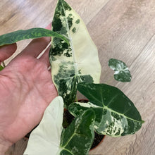 Kép betöltése a galériamegjelenítőbe: Alocasia csomag - Alocasia zebrina &quot;Reticulata&quot; &amp; &quot;Frydek variegata&quot; 5.
