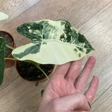 Kép betöltése a galériamegjelenítőbe: Alocasia csomag - Alocasia zebrina &quot;Reticulata&quot; &amp; &quot;Frydek variegata&quot; 5.
