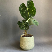 Kép betöltése a galériamegjelenítőbe: Anthurium clarinervium - Tropical Home 
